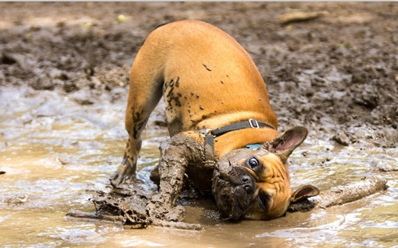 The Dirt On Humic And Fulvic Acid For Dogs