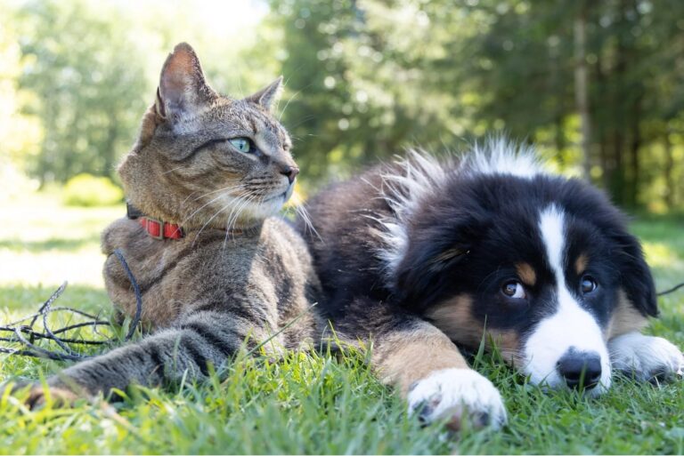 The Benefits of Humic and Fulvic Minerals for Pets