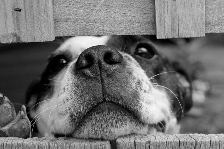 How To Get Rid of Dog Smell