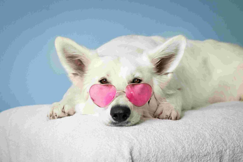 How To Get Rid of Dog Smell