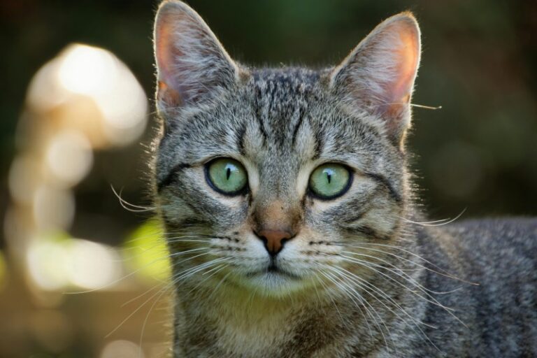 How can I improve my cat’s gut health?