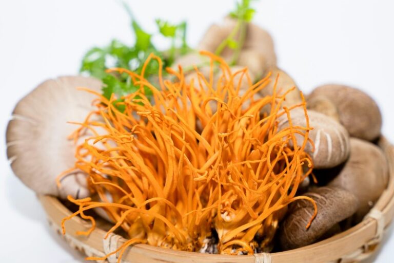 Can Cats Have Mushroom Supplements?