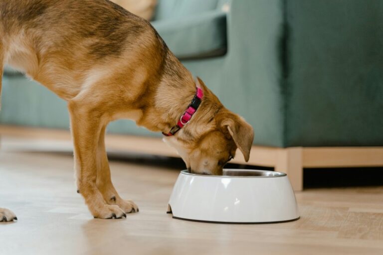 Is Mushroom Supplement Good Ror Dogs?