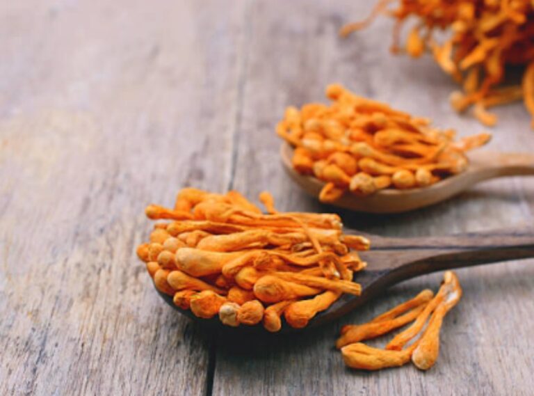 Is Cordyceps good for cats?