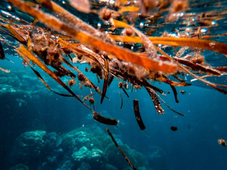 Is Seaweed Extract Safe For Dogs?