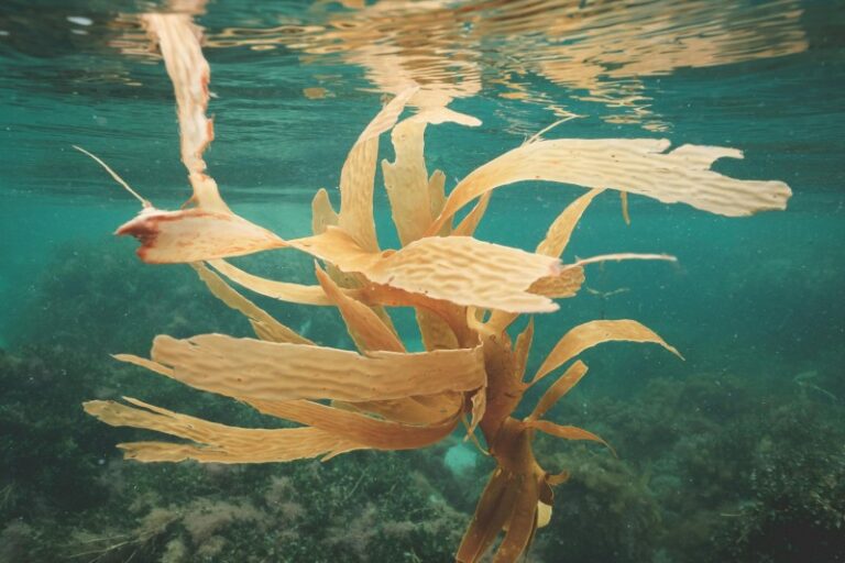 Why is seaweed added to pet food?
