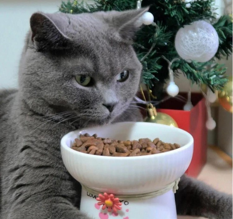 How can I fix my cat’s digestive system?