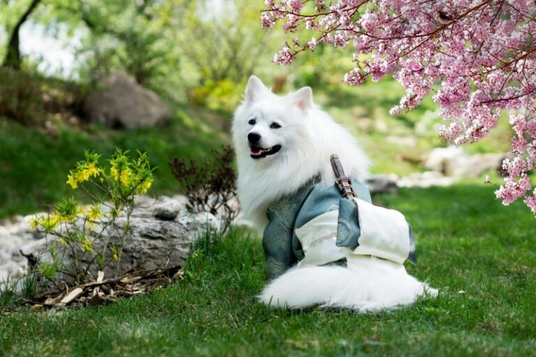 What are pet nutritional supplements?